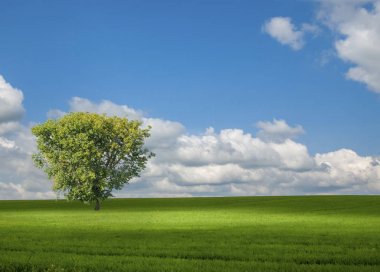 Bitkileri olgunlaştı. Yalnız ağaç. Altın sarısı hasat olgun mısır tarlası