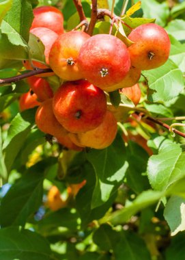 Yaban elması ve yaban elması. Malus, gülgiller (Rosaceae) familyasından bir elma ağacı cinsidir.