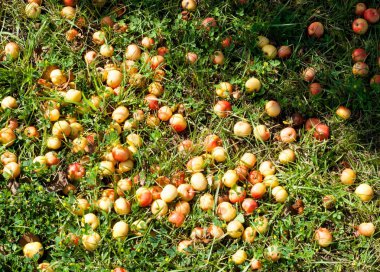 Yaban elması ve yaban elması. Malus, gülgiller (Rosaceae) familyasından bir elma ağacı cinsidir.