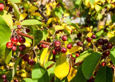 Yaban elması ve yaban elması. Malus, gülgiller (Rosaceae) familyasından bir elma ağacı cinsidir.