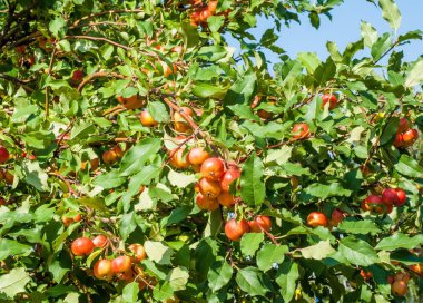 Yaban elması ve yaban elması. Malus, gülgiller (Rosaceae) familyasından bir elma ağacı cinsidir.