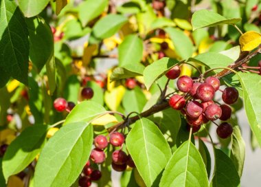 Yaban elması ve yaban elması. Malus, gülgiller (Rosaceae) familyasından bir elma ağacı cinsidir.