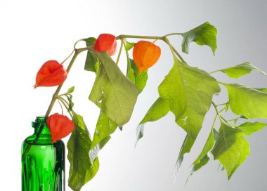 Physalis. Avrupa çalı 