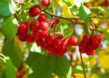 Yaban elması ve yaban elması. Malus, gülgiller (Rosaceae) familyasından bir elma ağacı cinsidir.