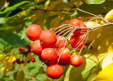 Yaban elması ve yaban elması. Malus, gülgiller (Rosaceae) familyasından bir elma ağacı cinsidir.