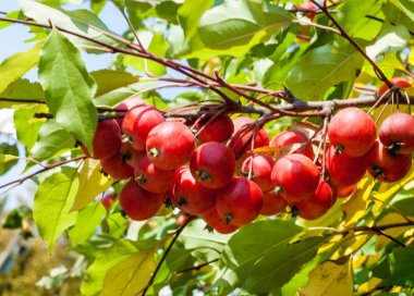 Yaban elması ve yaban elması. Malus, gülgiller (Rosaceae) familyasından bir elma ağacı cinsidir.