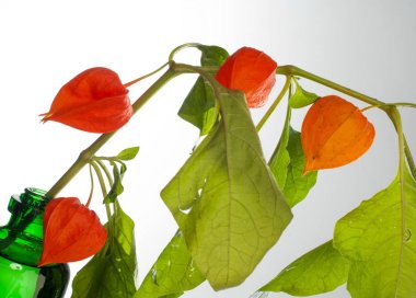 Physalis. Avrupa çalı 
