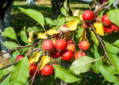 Yaban elması ve yaban elması. Malus, gülgiller (Rosaceae) familyasından bir elma ağacı cinsidir.
