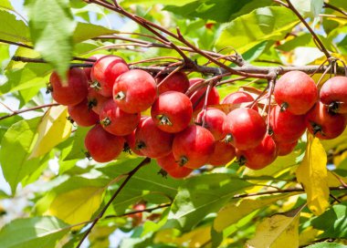 Yaban elması ve yaban elması. Malus, gülgiller (Rosaceae) familyasından bir elma ağacı cinsidir.