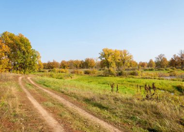Güz, yolun ortasında meşe ormanı