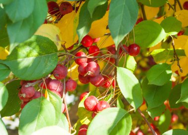 Yaban elması ve yaban elması. Malus, gülgiller (Rosaceae) familyasından bir elma ağacı cinsidir.