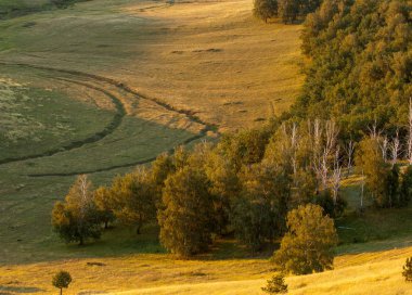 huş ağacı orman manzaralı dağ (gündoğumu gün batımında üzerinden)