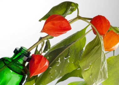 Physalis. Avrupa çalı 