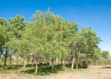 çöl, vahşi, kumlar, ıssızlık, atık, sahara. Hayvancılık, özellikle sığır veya ata, bir çiftlik veya ahır için bir kalem. su bulunduğu bir çölde bereketli bir nokta.