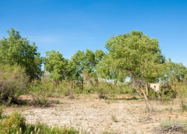 bozkır, çayır, veldt, veld. Bahar Orta Asya. Kazakistan. Turanga kavak. Euphrates kavak