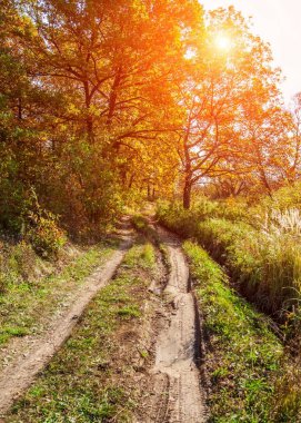 Güz, yolun ortasında meşe ormanı