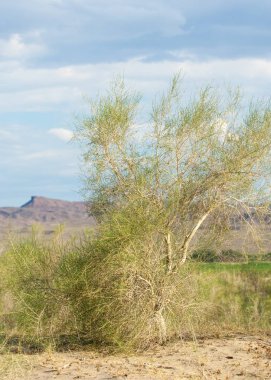  Bozkır yaz. Turgai kapısı. Turgai Kaydet. Milli Parkı 