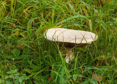 Agaricus arvensis, at mantar, cins Agaricus.