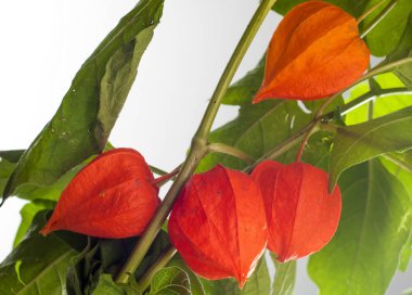 Physalis. Avrupa çalı 