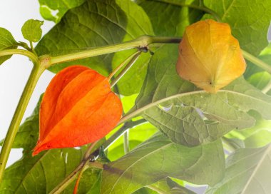 Physalis. Avrupa çalı 
