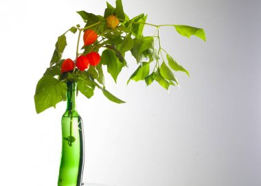 Physalis. Avrupa çalı 