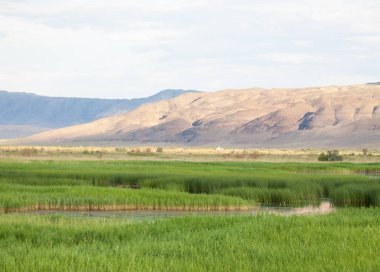  Bozkır yaz. Turgai kapısı. Turgai Kaydet. Milli Parkı 
