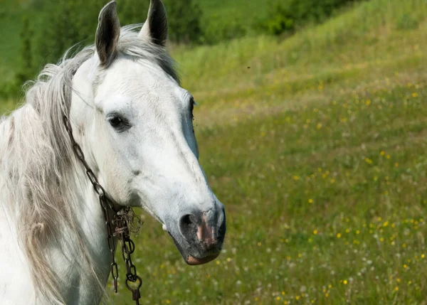 Paard schaafwonden op een groene gazon — Stockfoto