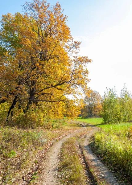 Camino Otoño Bosque Robles — Foto de Stock