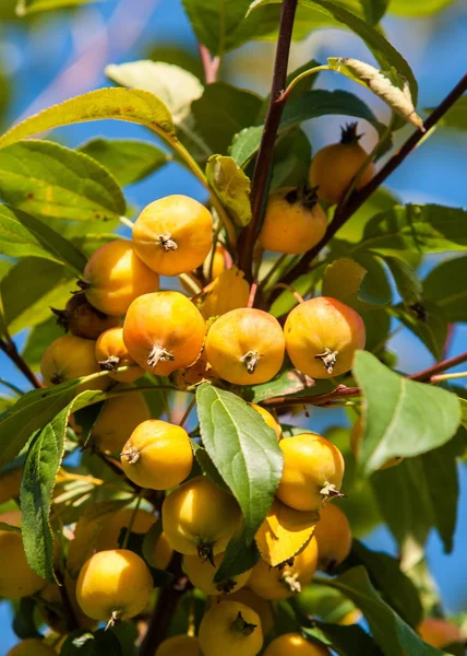 사과와 와일드 Malus Rosaceae 낙엽수 — 스톡 사진