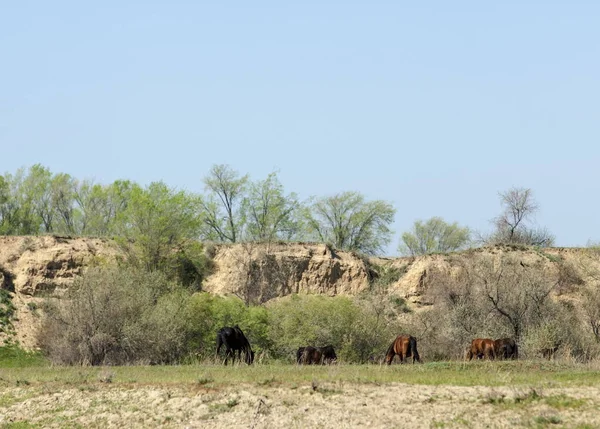 Steppe Prairie Veld Veldt Bright Sunshine Spring Desert Horses Grazing — Stock Photo, Image