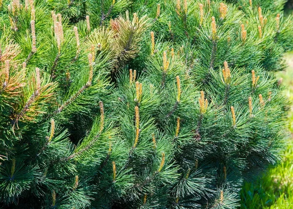 Doku Desen Arka Plan Çam Bush Flowerbed Kurulan — Stok fotoğraf