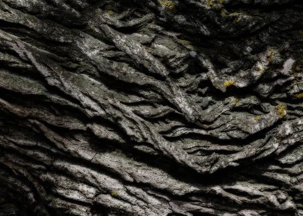 Вывод Предыстория Кора Дерева Старый Тополь Открытый Над Дровами Стволы — стоковое фото