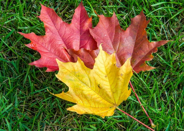 Autumn maple leaves on a green lawn. A tree with broad, in most — Stock Photo, Image