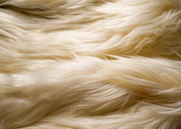 Texture Background Fur White Yak Large Domesticated Wild Shaggy Hair — Stock Photo, Image