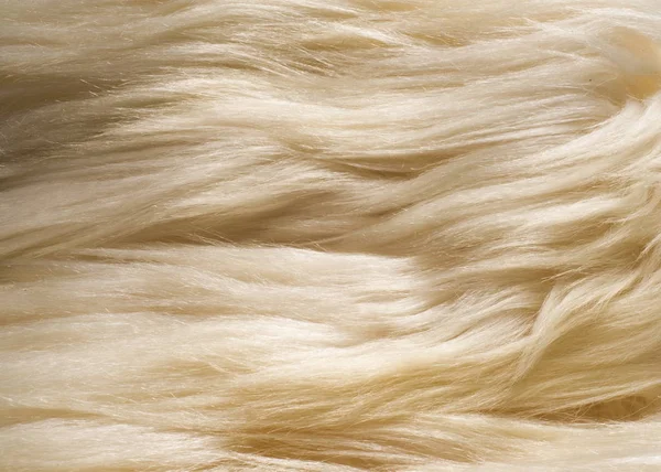 Doku Arka Plan Kürk Beyaz Yak Düzgün Saçlı Kambur Omuz — Stok fotoğraf