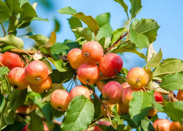 Crabapple och vildäpple. Malus är ett släkte av om arter av små lövträd eller buskar i familjen Rosaceae — Stockfoto