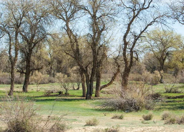bozkır, çayır, veldt, veld. Bahar Orta Asya. Kazakistan. Turanga kavak. Euphrates kavak