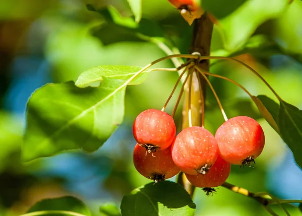 Jabłko i Dzikie Jabłko. Malus jest rodzajem o gatunkach małych drzew liściastych lub krzewów z rodziny Rosaceae — Zdjęcie stockowe