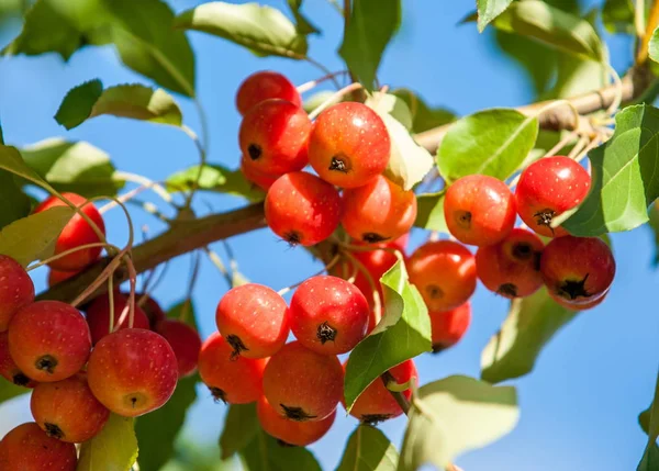 Crabapple ja Wild Apple. Malus on suvun noin lajien pieniä lehtipuita tai pensaita perheen Rosaceae — kuvapankkivalokuva