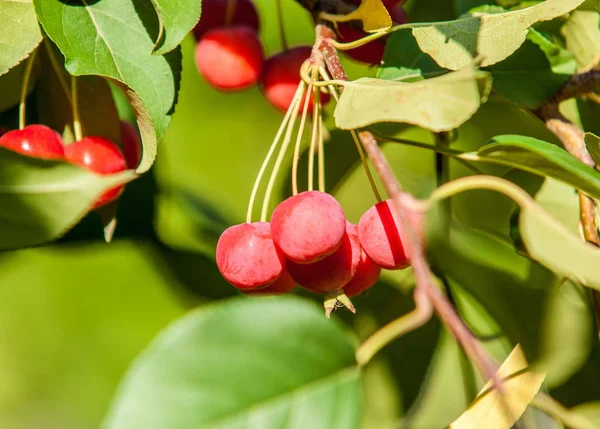 Rákalma és vadalma. A malus a Rosaceae családba tartozó kis lombhullató almafajok vagy cserjék nemzetsége. — Stock Fotó