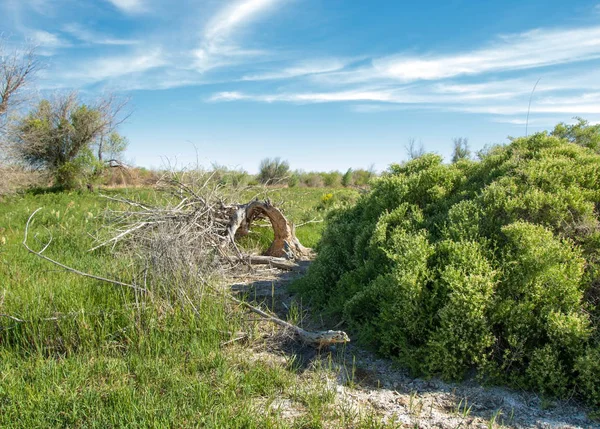 Estepa Pradera Terciopelo Terciopelo Llanura Inundación Hermosa Naturaleza Las Estepas — Foto de Stock