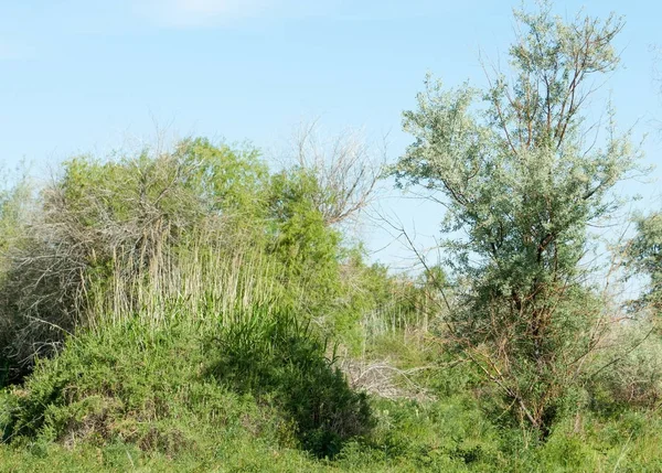 Stepu Preria Równina Veld Równiny Zalewowe Pięknej Przyrody Stepy Kazachstanu — Zdjęcie stockowe