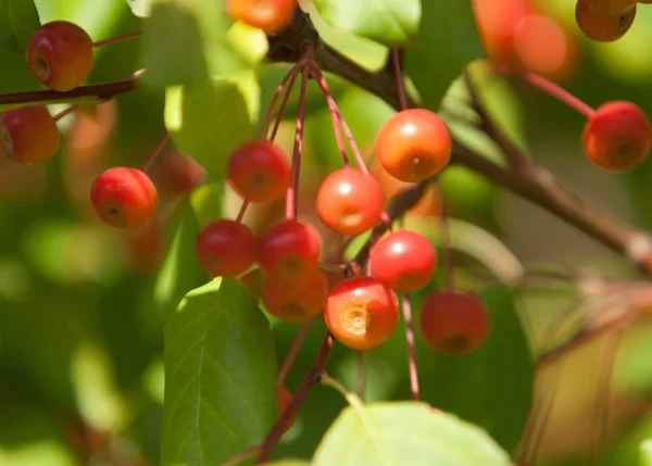 Cangrejo Manzana Silvestre Malus Género Manzanos Perteneciente Familia Rosaceae — Foto de Stock