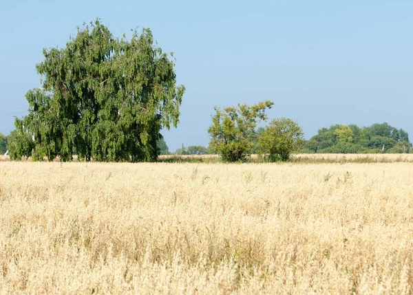 Champ Grains Mûrs Orge Mûre Avoine Mûre Été Sur Champ — Photo