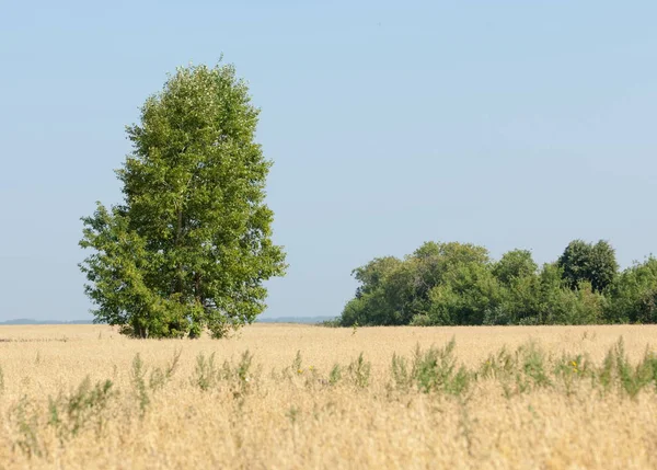 Seul Arbre Champ Céréales Tatarstan Russie — Photo