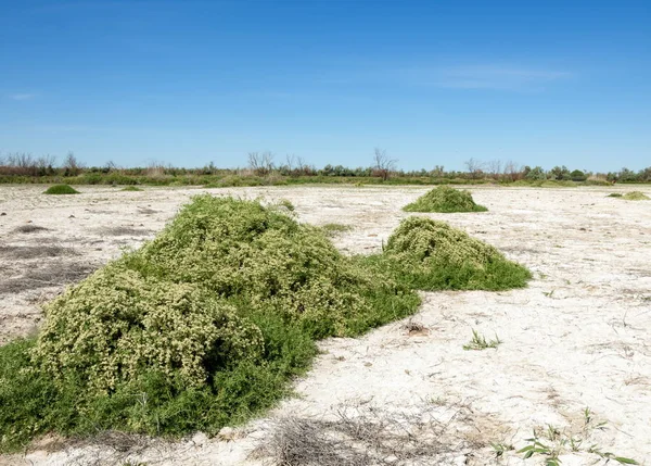 Bozkır tuzlu topraklar. tuz tuz tuz. Bozkır çayır veldt veld. Tuzlu toprak çöl, tuzlu Göller. cansız yanıp kavrulmuş dünyamız. Kazakistan çıplak bozkır