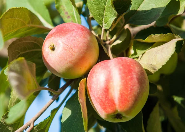Crabapple 및 야생 사과입니다. 맬 러 스는 약 3055 종의 작은 낙 엽 사과 나무 또는 관목 Rosaceae 가족에의 속 — 스톡 사진
