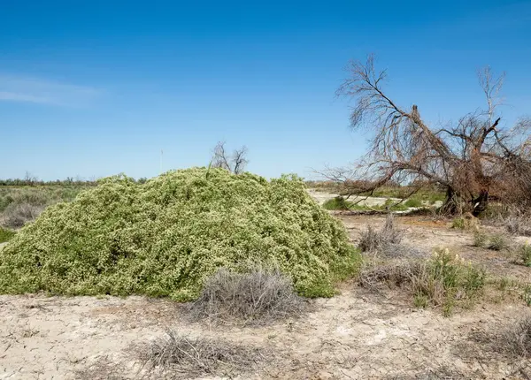 Stäppen Saltlösning Jordar Saltlösning Salt Salt Stäppen Prairie Veldt Veld — Stockfoto