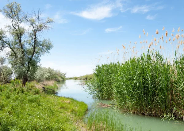Bozkır nehir sazlık yaz. nehir görünümünde kez izlendi. küçük mavi nehir kıyısında güneşli bir gün