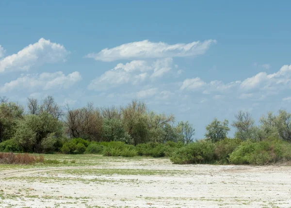 Steppe Zoute Bodems Zout Zout Zout Steppe Prairie Veldt Veld — Stockfoto